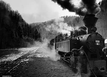 Black and white image of steam train driving through forest on a track